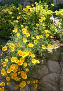Eschscholzia%20californica%23001.jpg