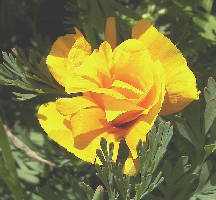 eschscholzia.jpg