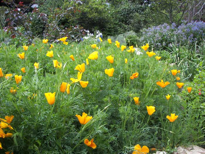 eschscholzia2.jpg