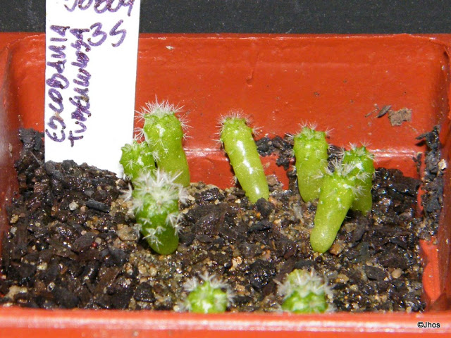 Escobaria%20Tuberculosa%20035%2020091126.jpg