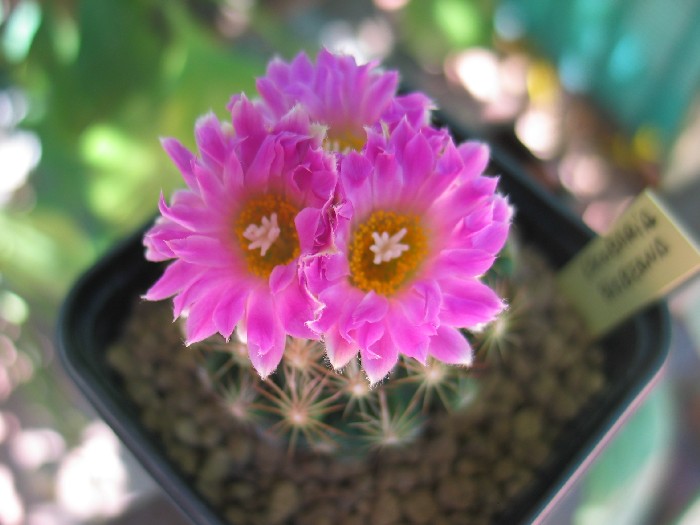 escobaria_bisbeana1.JPG