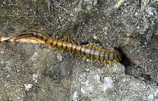 escolopendra.jpg