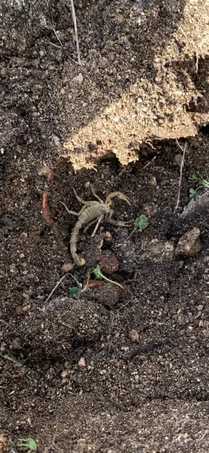 escorpion-monte02.jpg
