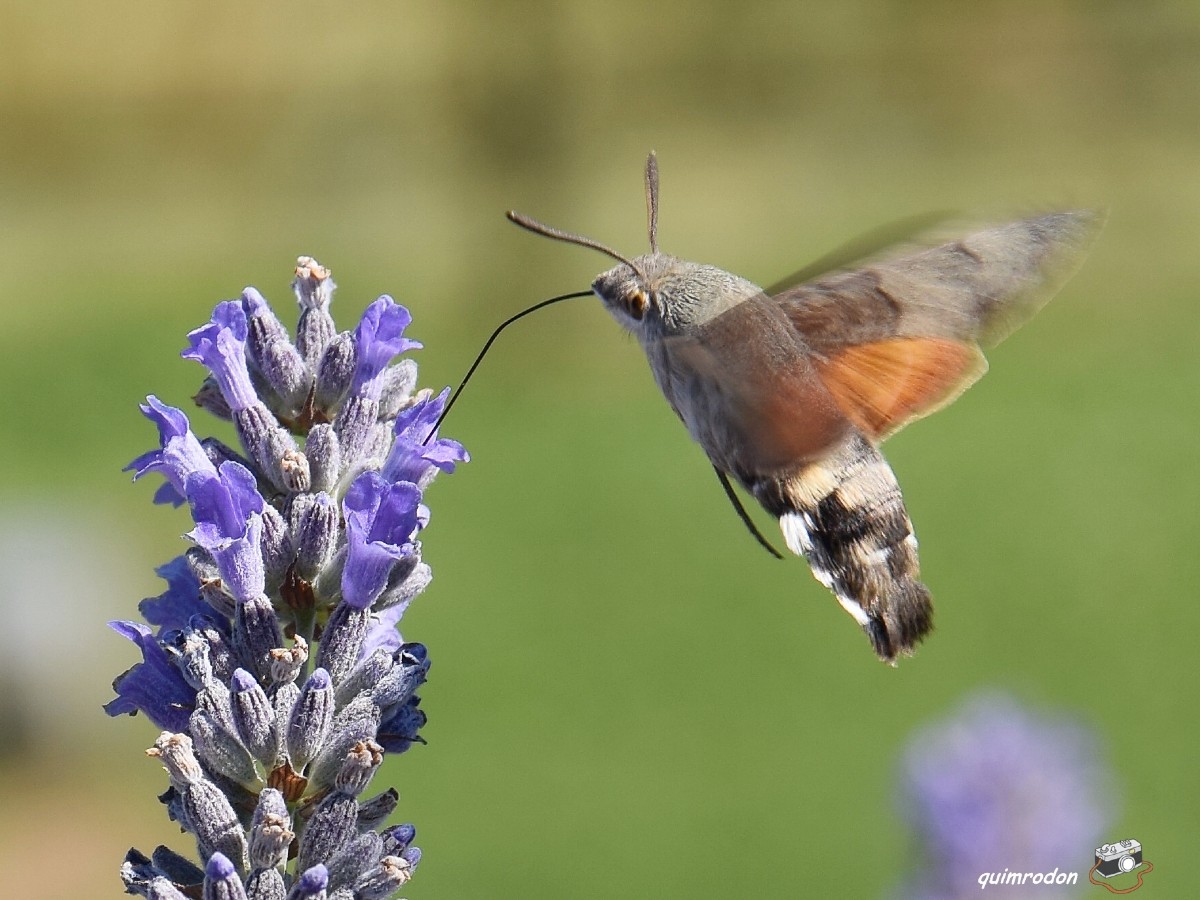 esfinge-colibri-17720-xl.jpg
