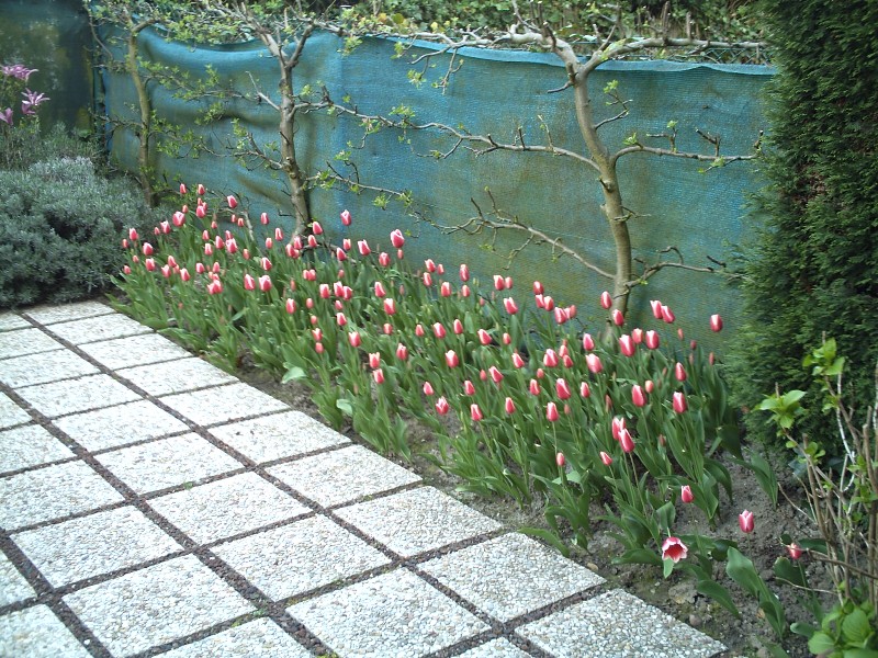 espaldera%20y%20tulipanesjlf.JPG