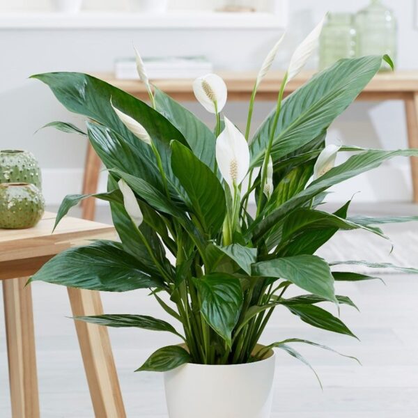 espatifilo-plantas-de-interior.jpg