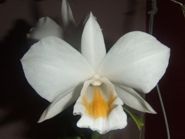 especie-dendrobiumformosumvargigant.jpg