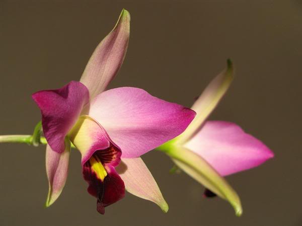 Especie-Laeliaancepsdawsoniichilape.jpg