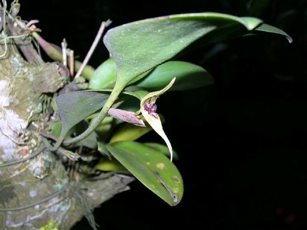 ESPECIE-Pleurothallis-Hitchcockii-A.jpg