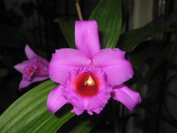 especie-sobralia-decora-gloria-moli.png