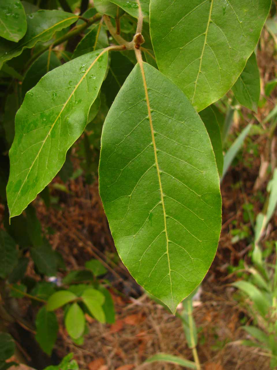 especie_036_01.jpg