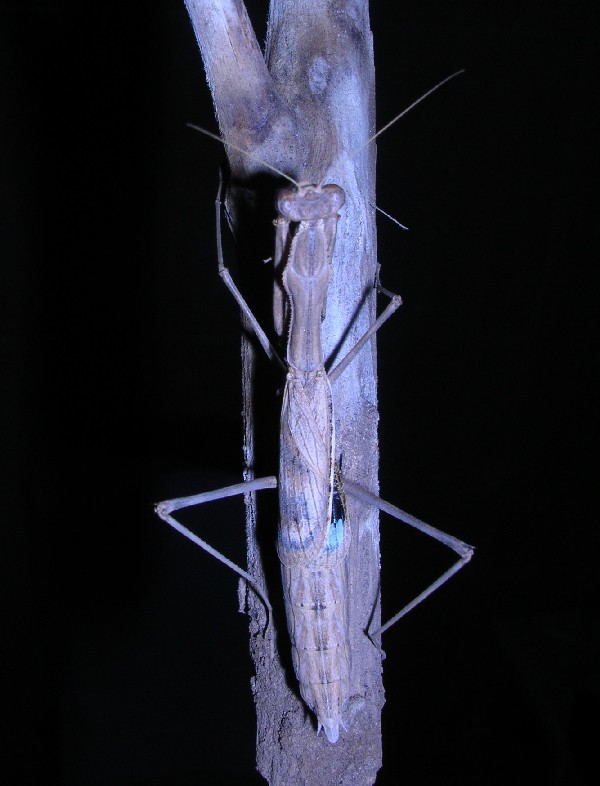 Especie_desconocida_para_m_.JPG