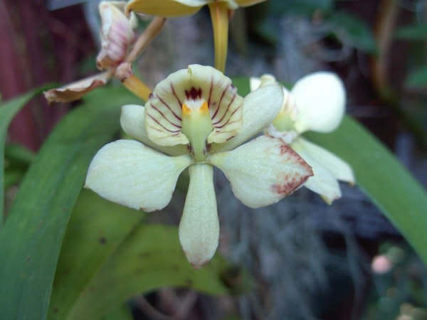 especies-prostechea-radiata-ankawa.jpg