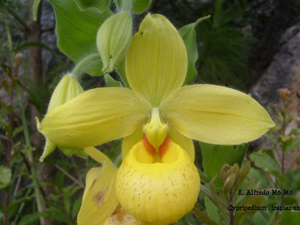 EspeciesCYPRIPEDIUMIRAPIANUM.jpg