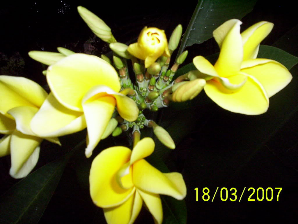 Especimenesrecolectados047.jpg