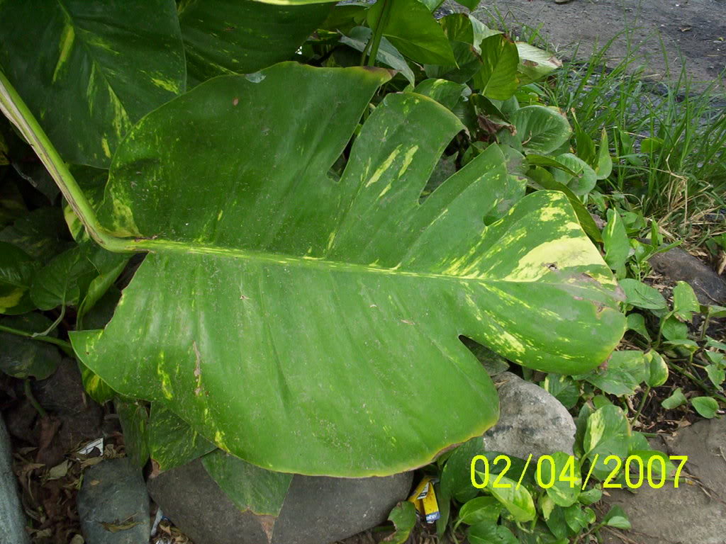 Especimenesrecolectados073.jpg