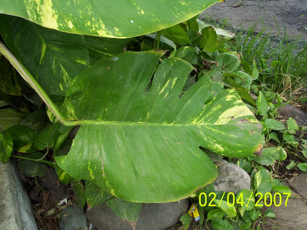 Especimenesrecolectados074.jpg