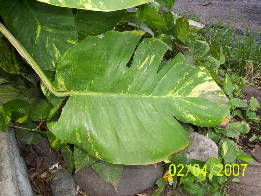 Especimenesrecolectados075.jpg