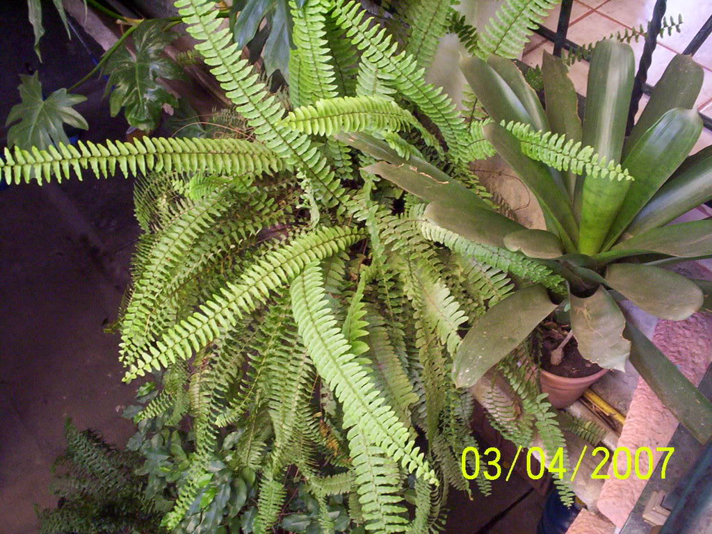 Especimenesrecolectados092.jpg