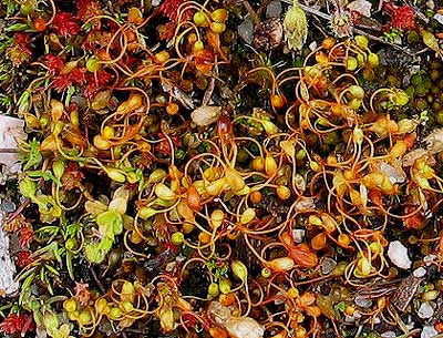 espermatozoides.jpg