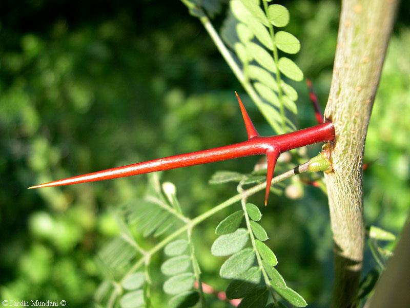 Acacia de tres espinas (Gleditsia triacanthos) bella y peligrosa