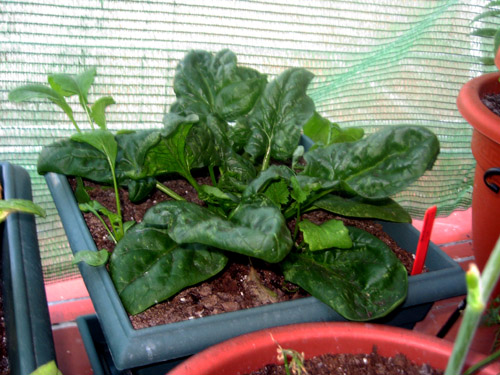 espinacas_4.jpg