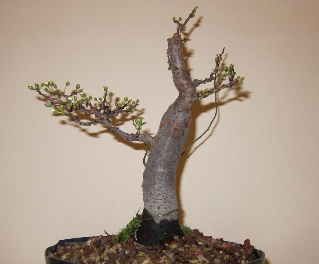 espinid3.jpg