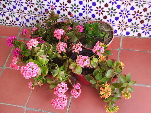 espirias_019.JPG