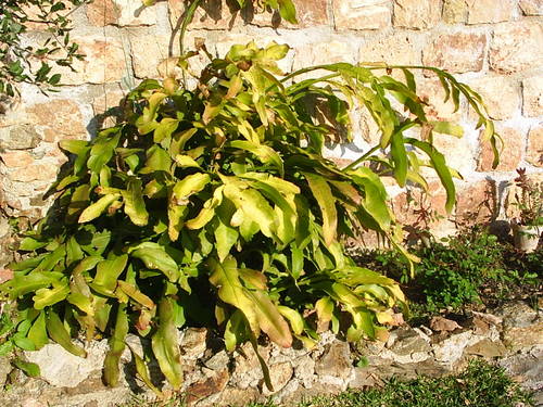 espirias_066.JPG