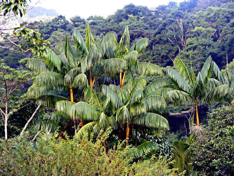 espiritosantensis02.jpg