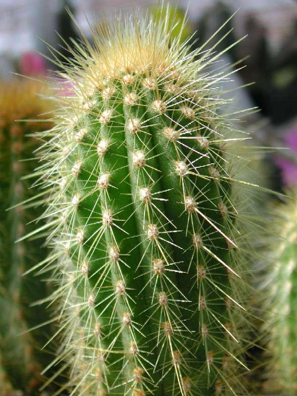 espostoa%20cactuspro.jpg