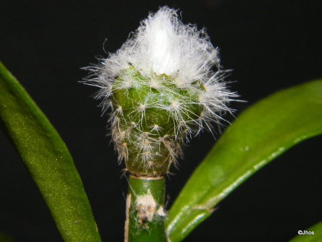 Espostoa%20Lanata%20002%2020091203.jpg
