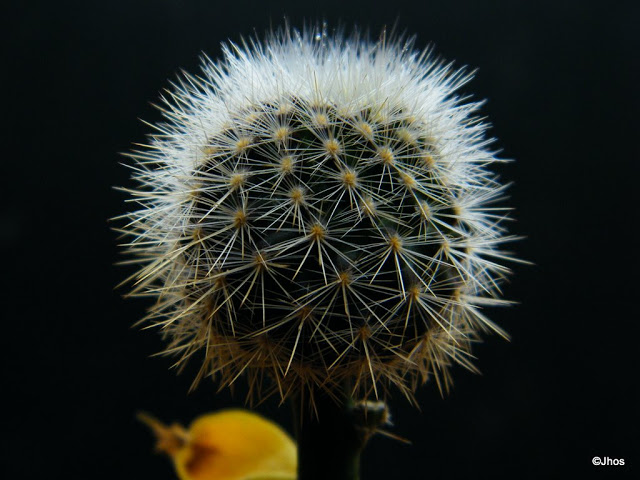 Espostoa%20Lanata%2020091217.jpg
