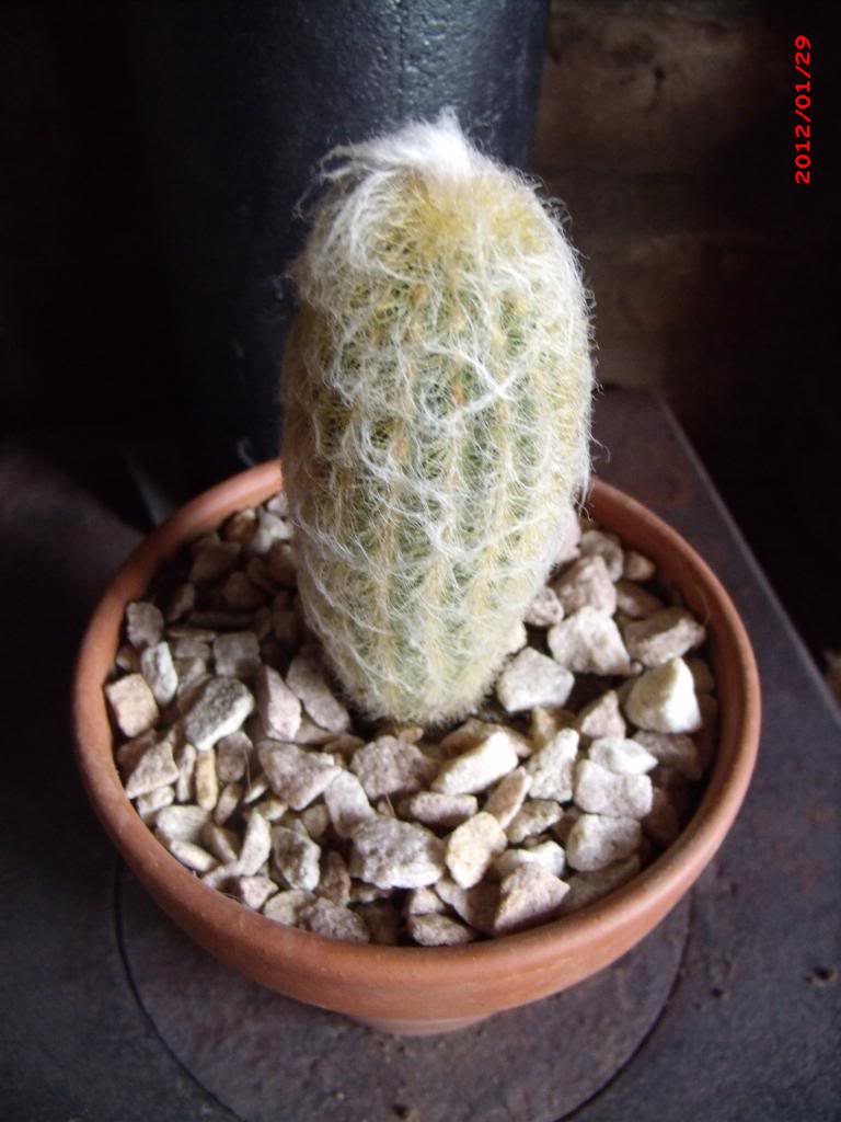 Espostoalanatavargracilis_zps6b633d8f.jpg