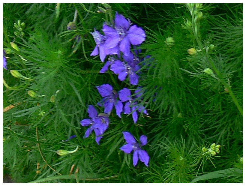 espuela_delphinium_ajacis_02.jpg