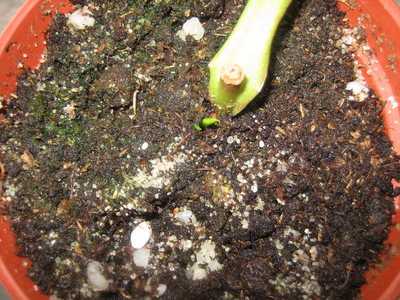 Esqueje%20de%20nepenthes%20Red..JPG