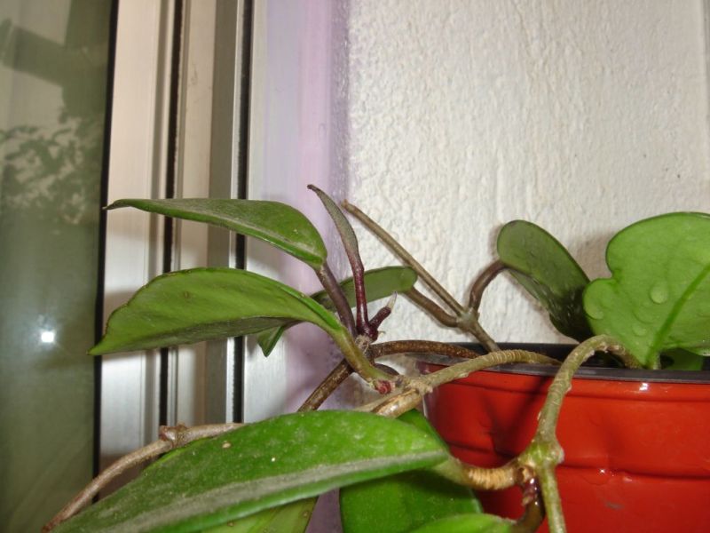 esqueje%20hoya.jpg