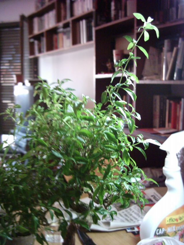 Esqueje%20Serissa%2000.JPG