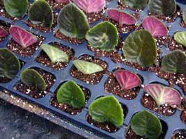 esqueje-hoja-saintpaulia-2.jpg