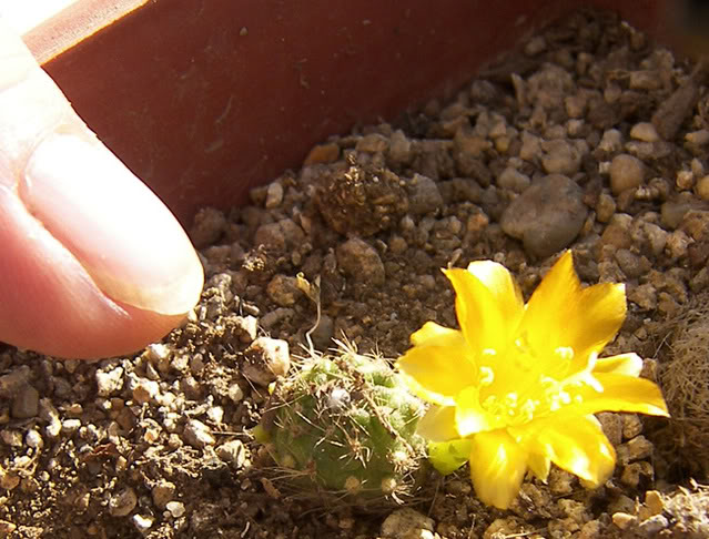 esquejeLur1_agost2008025.jpg