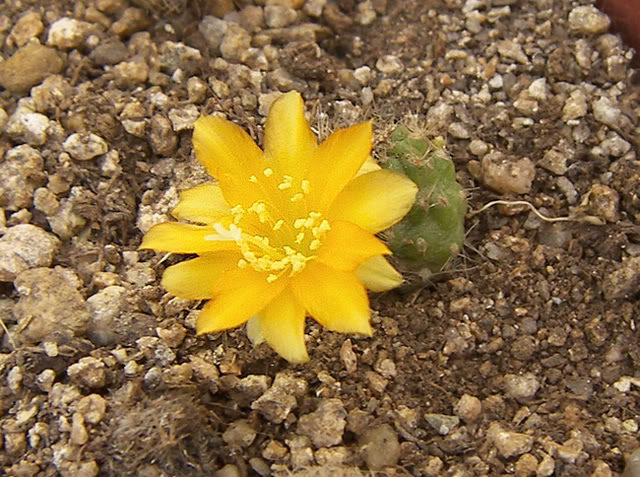 esquejeLur2_agost2008025.jpg