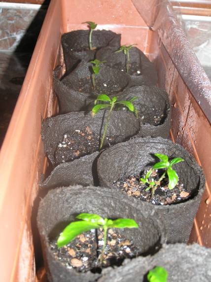 Esquejes%20serissa%2003.jpg