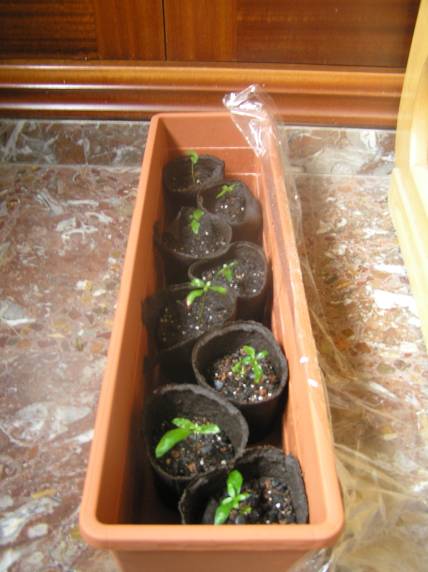 Esquejes%20serissa%2004.jpg