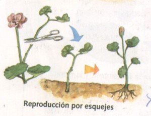 esquejes-300x232.jpg