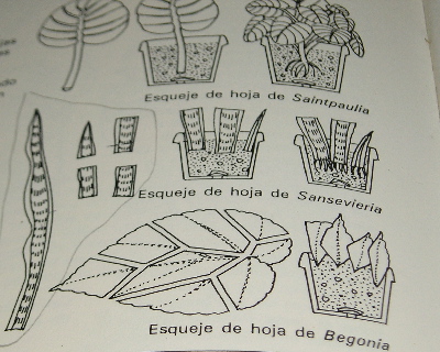 esquejes.jpg