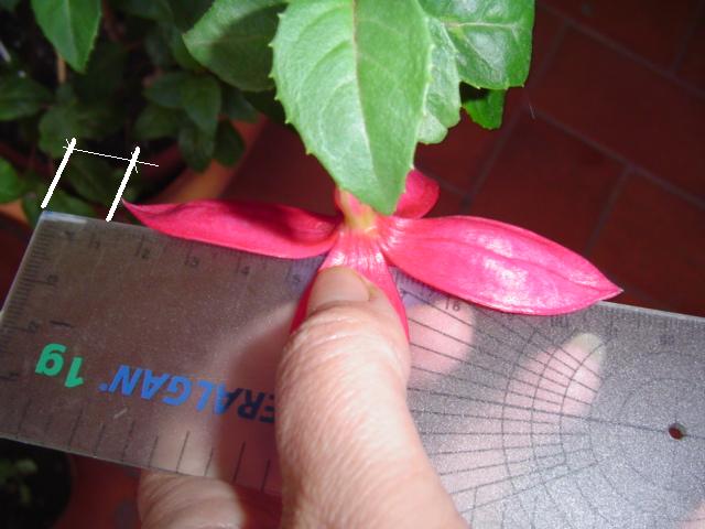esquejesdefuchsia1379cl.jpg