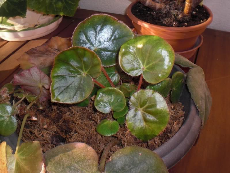 esquejesdehojaberythrophyla30052012.jpg
