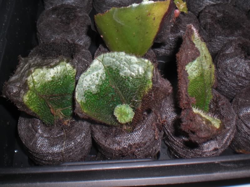 ESQUEJESHOJAREXGIGANTE06052012.jpg