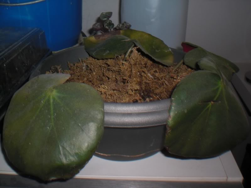 esquejeshojasbegoniaerythrophyla25032012.jpg