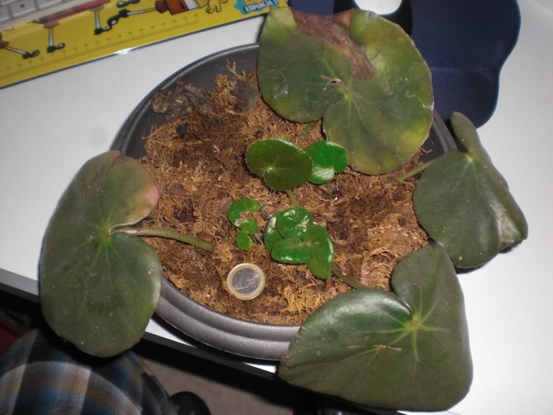 esquejeshojasbegoniaerythrophyla28042012_1.jpg